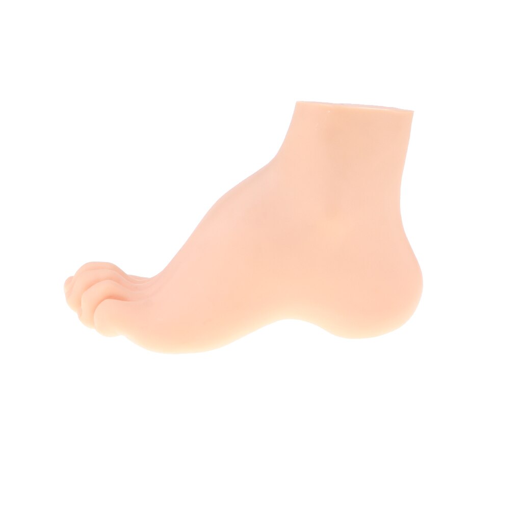 1:1 Lifesize Human Normal/ Arched/ Flat Foot Model with Ligaments Bones Muscles Anatomical Model Kit