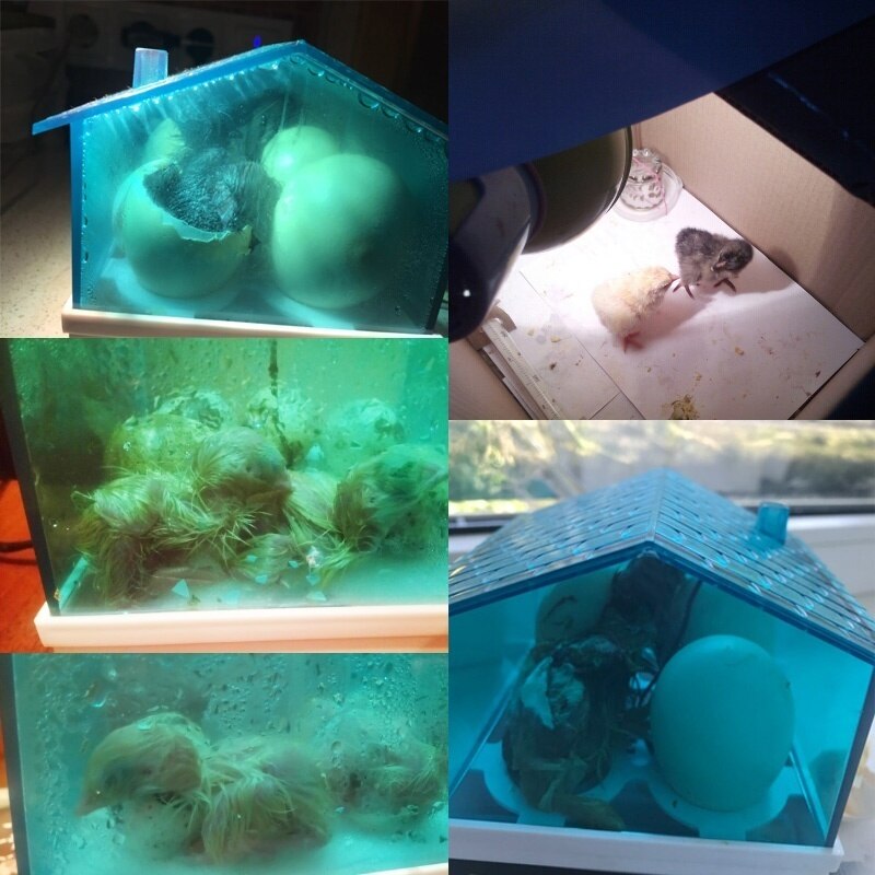 Digital Egg Incubator Chicken Pigeon Quail Brooder Temperature Hatching Poultry Hatcher Duck Bird Egg Machine Hatcher 110V/220V