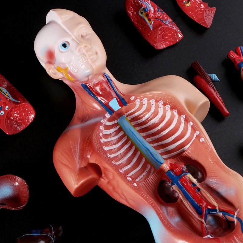 Human Torso Body Model Anatomie Anatomisch Interne Organen Voor Onderwijs
