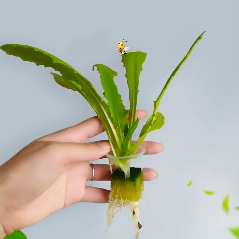 100 st trädgård plastnät koppar slitsade nät nät koppar plantering korg kopp set bred läpp hink korg för hydroponics usj 99