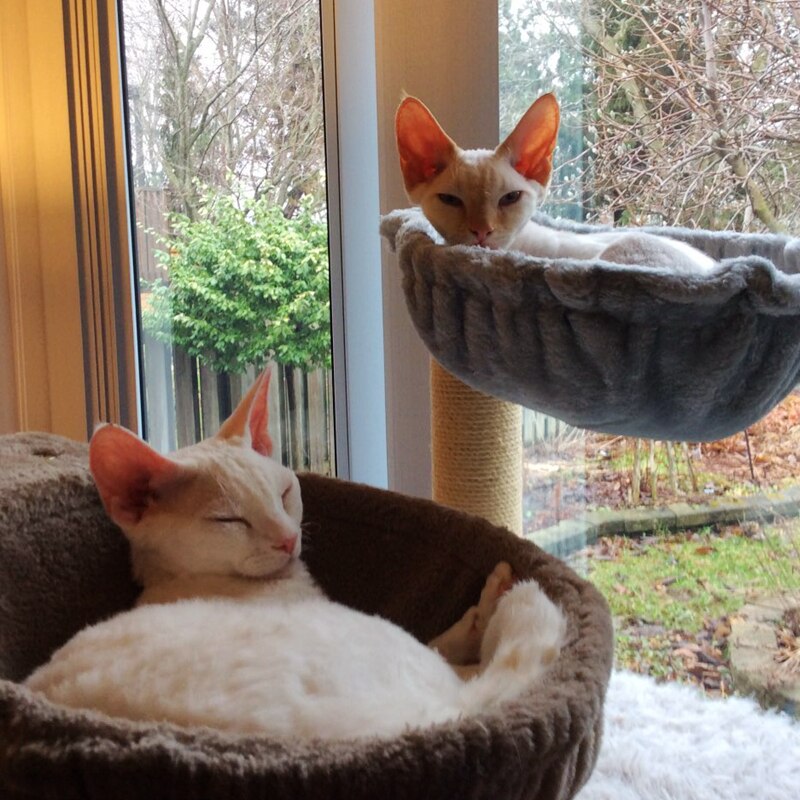 [mpk store] kattennest, kattenbed, krabpaalhangmat, basketbalnet kattenslaapplaats , 3 kleuren beschikbaar