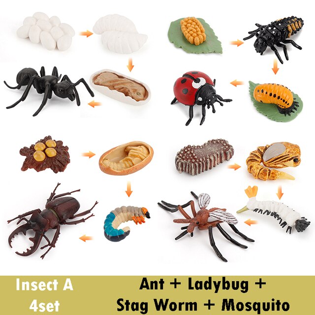 Bordo del ciclo di vita animale in legno giocattoli per bambini supporti didattici Montessori ciclo di crescita delle piante modello Set giocattoli educativi per la scienza della vita: Insect A