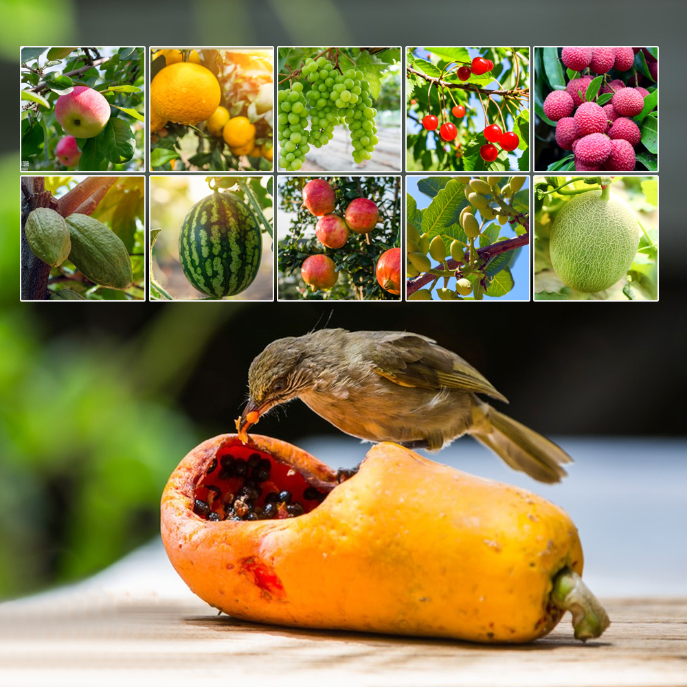 Nylonowe worki ochronne robić uprawy owoców ze sznurkiem robić ochrony roślin kwiatowych siatka wielokrotnego użytku torba ochronna robić zwalczania szkodników