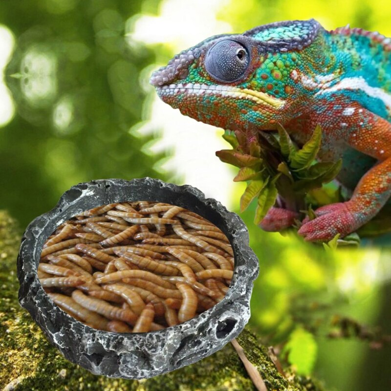 G5ab reptilskålar sköldpadda vattenskål rund matskål harts flyktsäker matare för små medelstora sällskapsdjur ödla leopardgecko