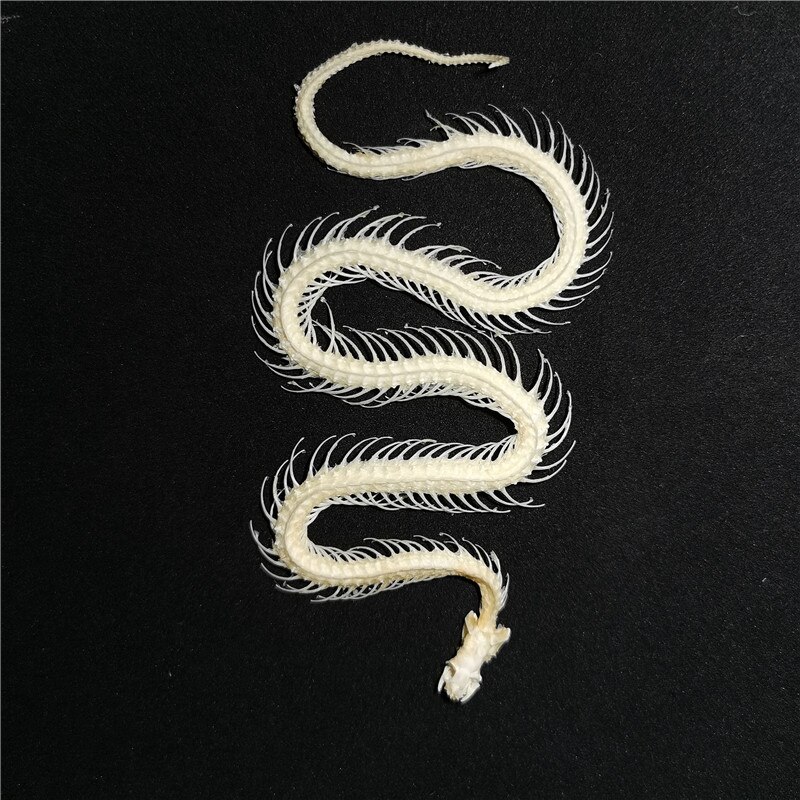 30cm snake skeleton model Collection snake bone specimen educational model Home decoration Crafts
