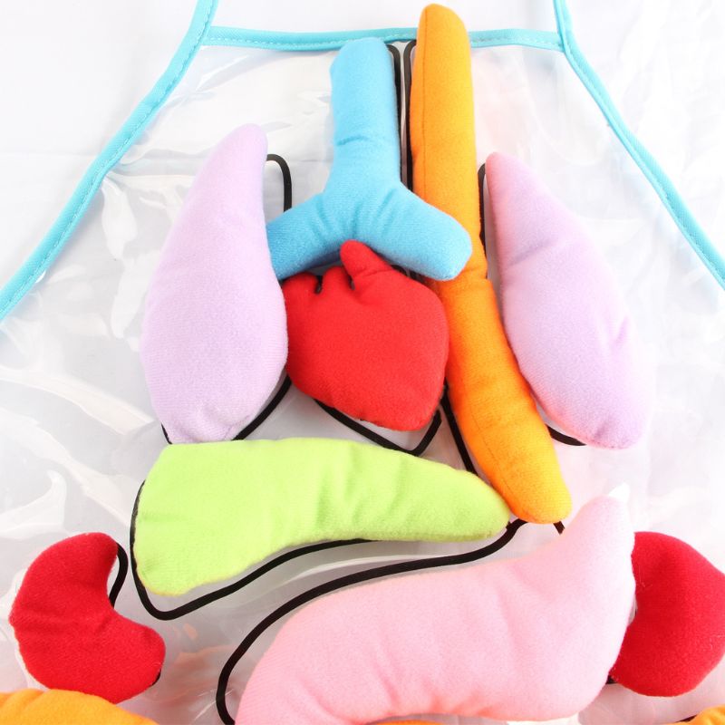 Surakey Model Anatomie Pop 3D Menselijk Lichaam Organen