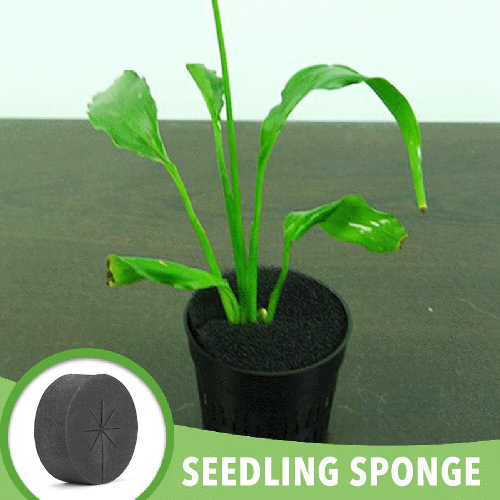 Genanvendelig svamp blokering åndbar diy kloning hydroponics systemer kloning maskine klon kraver planter spiring planteskole