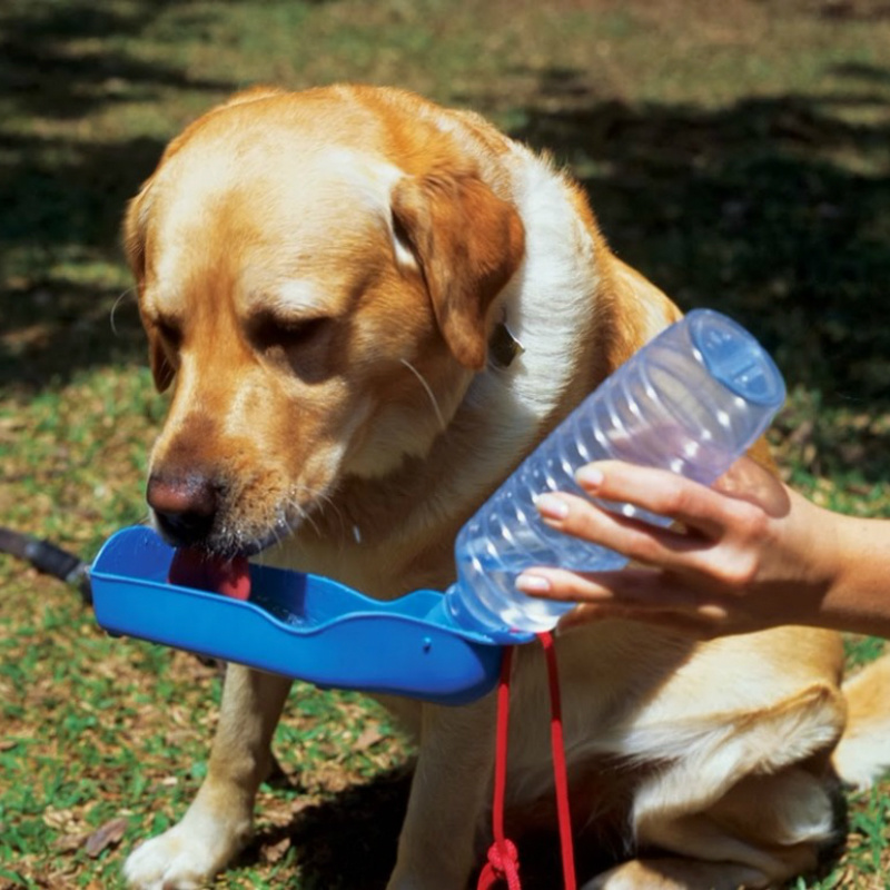 Distributeur d'Eau à Main Pliable pour Chien et Chiot, Casserole d'Alimentation Rabattable, Fournitures pour Animaux de Compagnie, Accessoires, 250ml