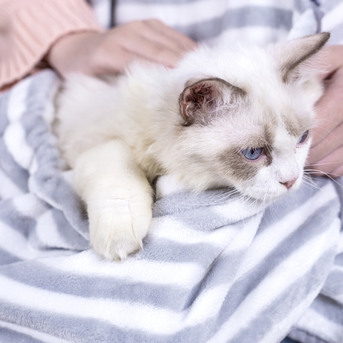 Saco de dormir para gatos abrigado de invierno con delantal para transportar mascotas bolsa de canguro para gatito cachorro de lana pequeño titular de mascotas bolsa