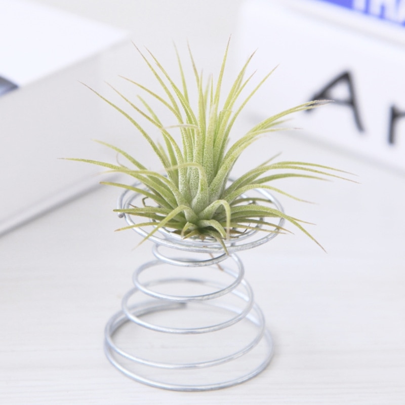Support de Tillandsia de table de fil de ressort de plante d'air affichage de bureau Miniature décorations de jardinage à la maison