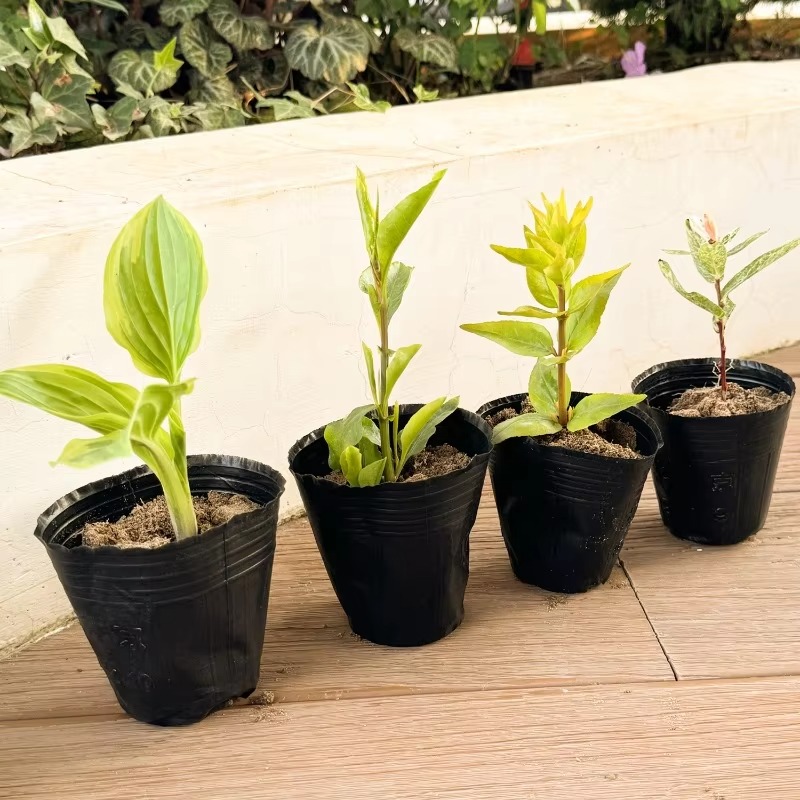 300/50PCS Thickened Seedling Bag with Holes Plastic Flowerpot Flower Plant Breathable Container Garden Vegetable Planting Pots