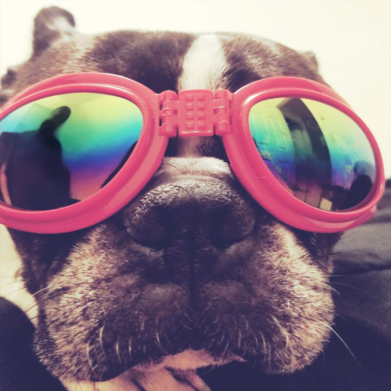 Lunettes de soleil pour chiens de la | Accessoires de chiens d'animaux frais, lunettes ajustables pour bouledogues français, lunettes étanches pour chiens moyens et grands 20S2