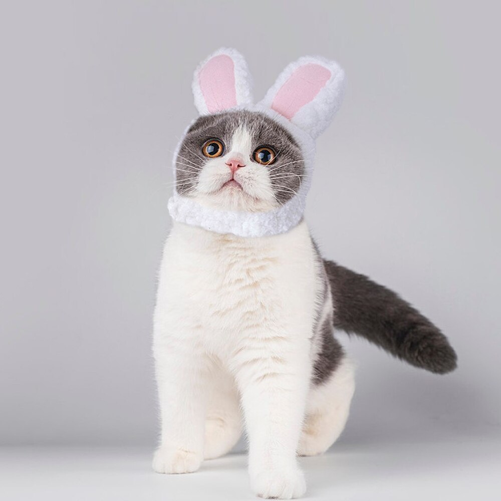 Costume Cosplay animal animal chat chaton | Drôle, chapeau bonnet lapin, chapeau chat mignon, Halloween noël vêtements chapeaux, petits chiens, accessoires: Default Title