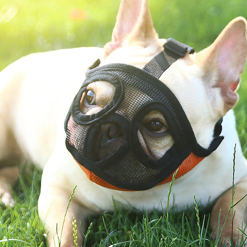 Muselière pour petit chien bouledogue français, panier de souris, respirant, laisse, fournitures de harnais