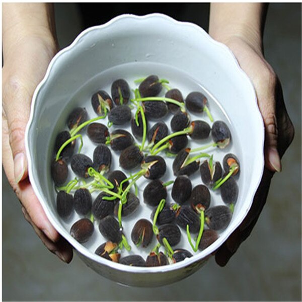 Más clics para entrar en la Planta flores fruta VIP cristal barro hidrogel suelo cristalino bonsai suelo cultivar bolas juguete de chico lotu: 5pcs-23-mix