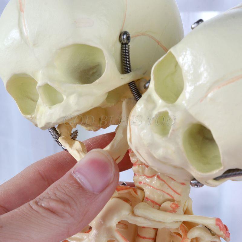 37cm Human Double Head Baby Skull Skeleton Anatomy Brain Display Study Teaching Anatomical Model