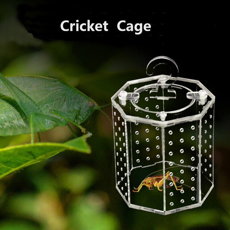 Cage de criquet de sauterelle en acrylique, nid d'insecte pour reptiles