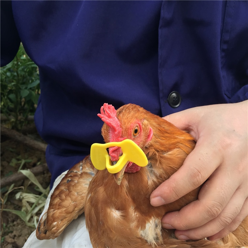 100 stk. ingen bolt kyllingeglas kyllingeværktøjer anti-pecking beskyttelsesbriller landbrugsudstyr