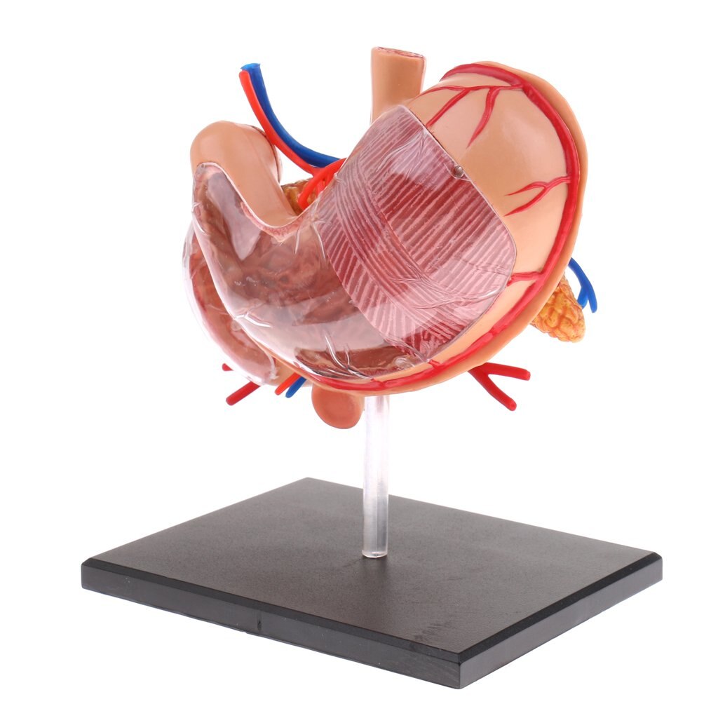 2: 3 Human Stomach Model Digestive System Structure Anatomical Model for School Teaching Tool Learning Display Lab Supplies