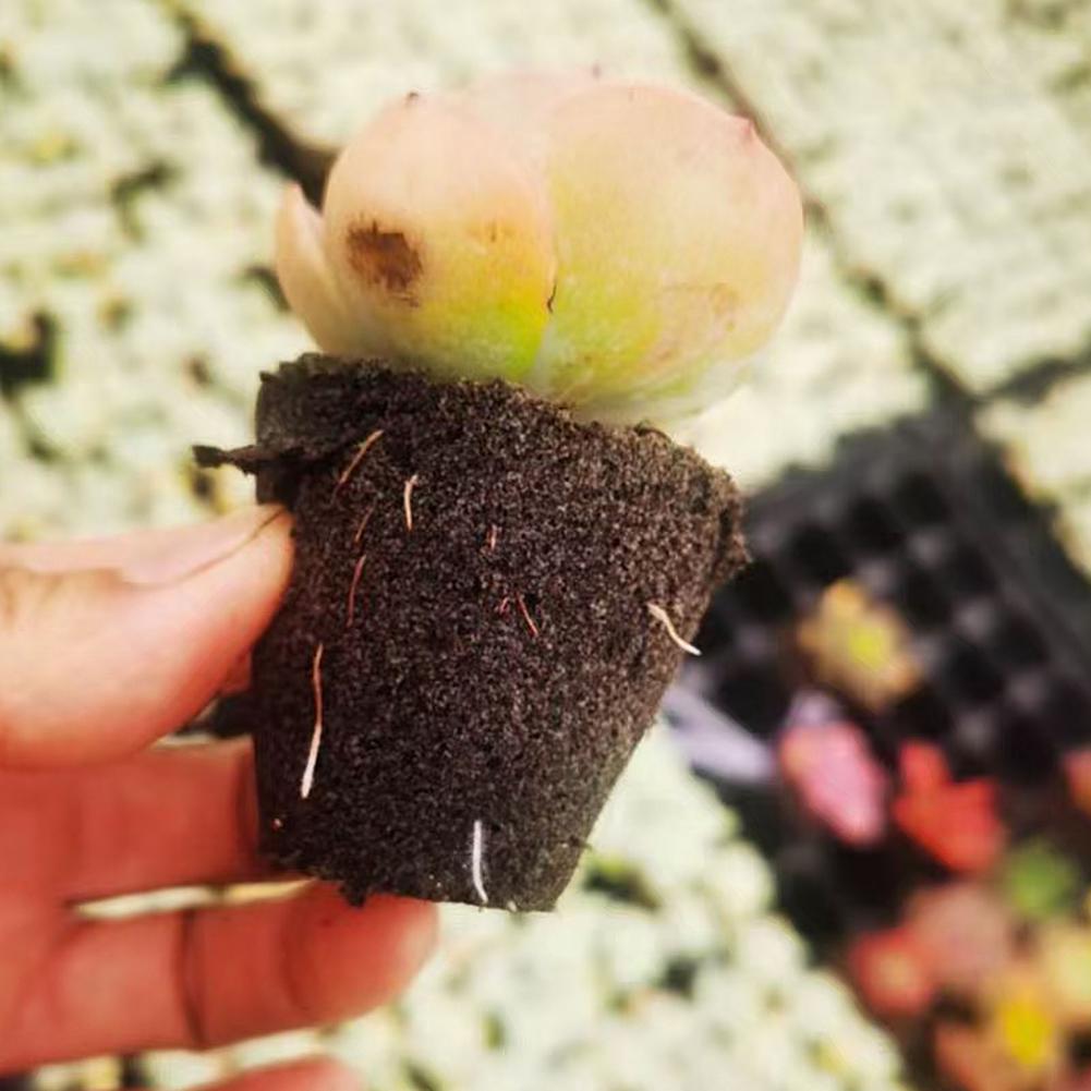 50 Kit De Culture Hydroponique Avec 25 Panier De Culture En Plastique