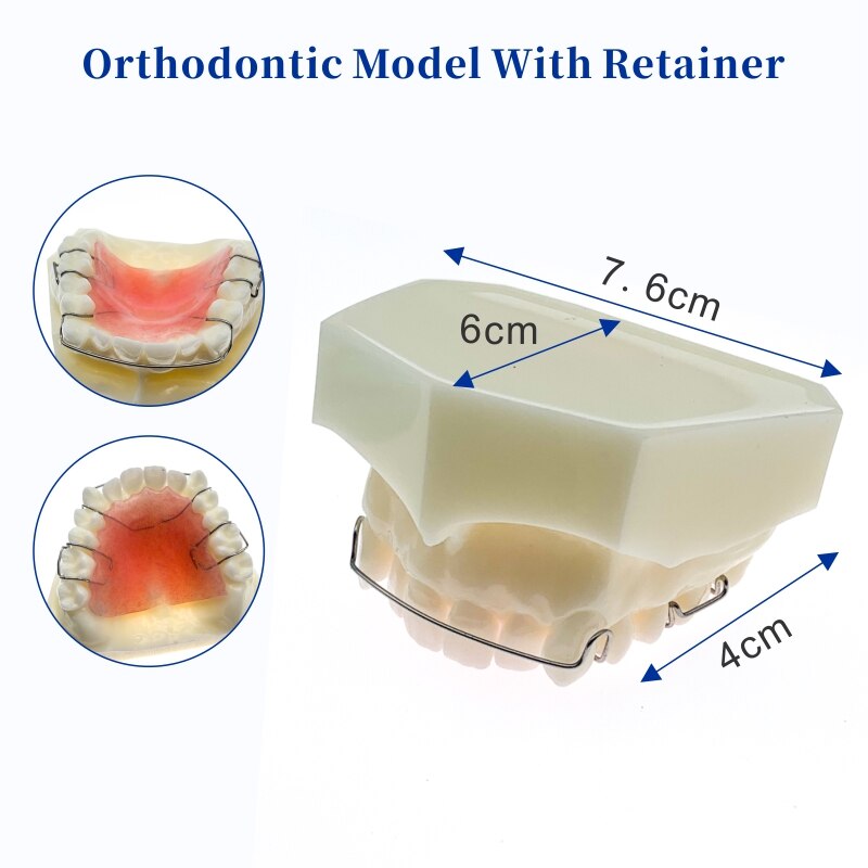Dental Functional Orthopedic Bionator Removable/Hawley Retainer Teeth Model for dentistry students Teach Study Model: Hawley Retainer