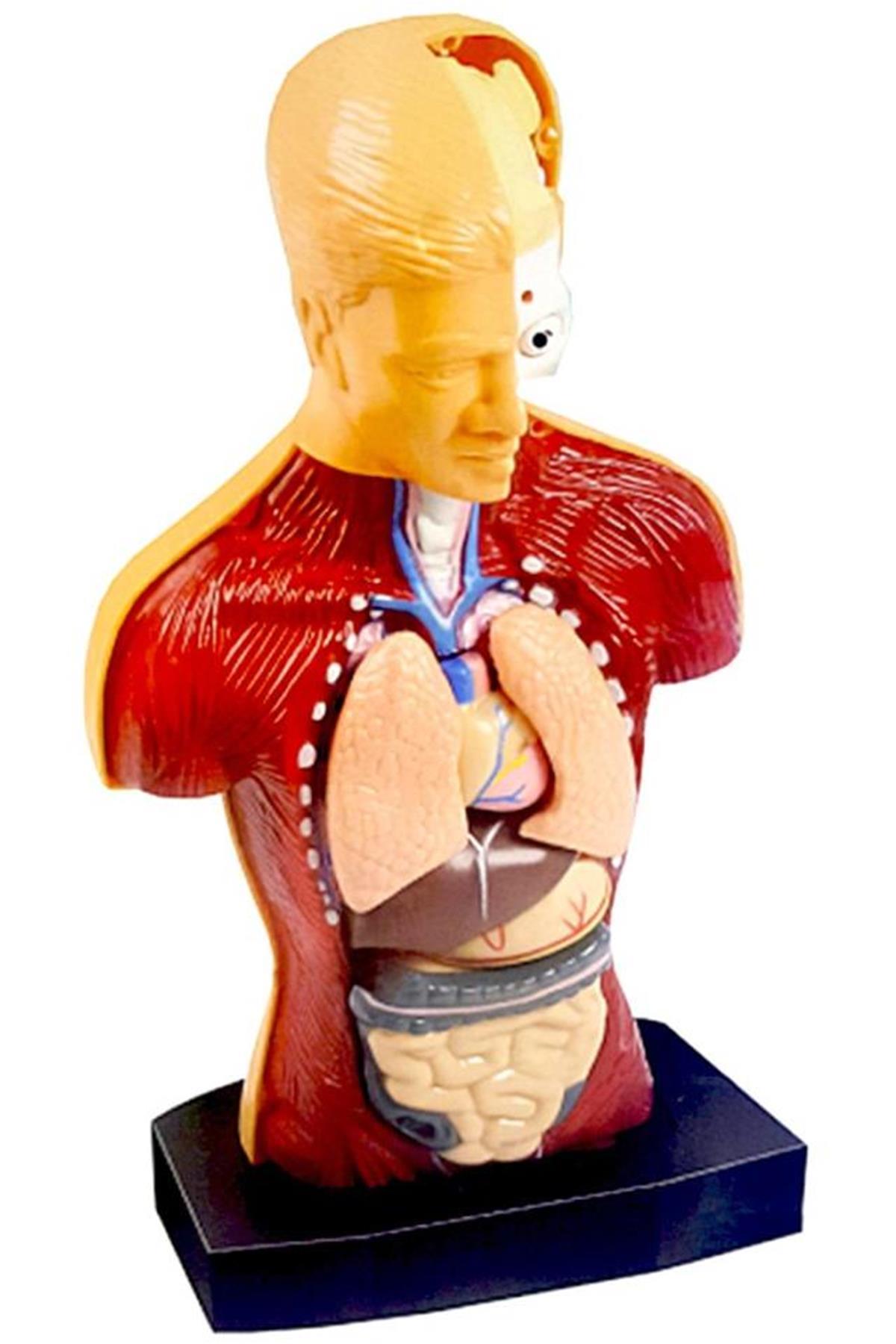 Human Body 3D Educational Kit