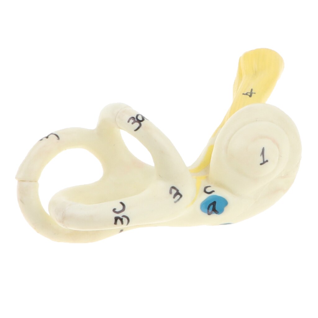 Magnification 5x Human Ear Semicircular Canal Cochlear Model Anatomical