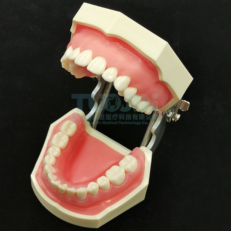 Dental Tooth Model Dental Model Oral Teaching Resin Teeth With 28 Removable Typodont Teeth Dentistry Material For Students