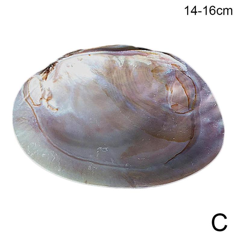 Concha de abulón Natural, conchas de mar grandes, decoración Náutica para el hogar, jabonera, bricolaje, paisaje para acuario, decoración de boda: C