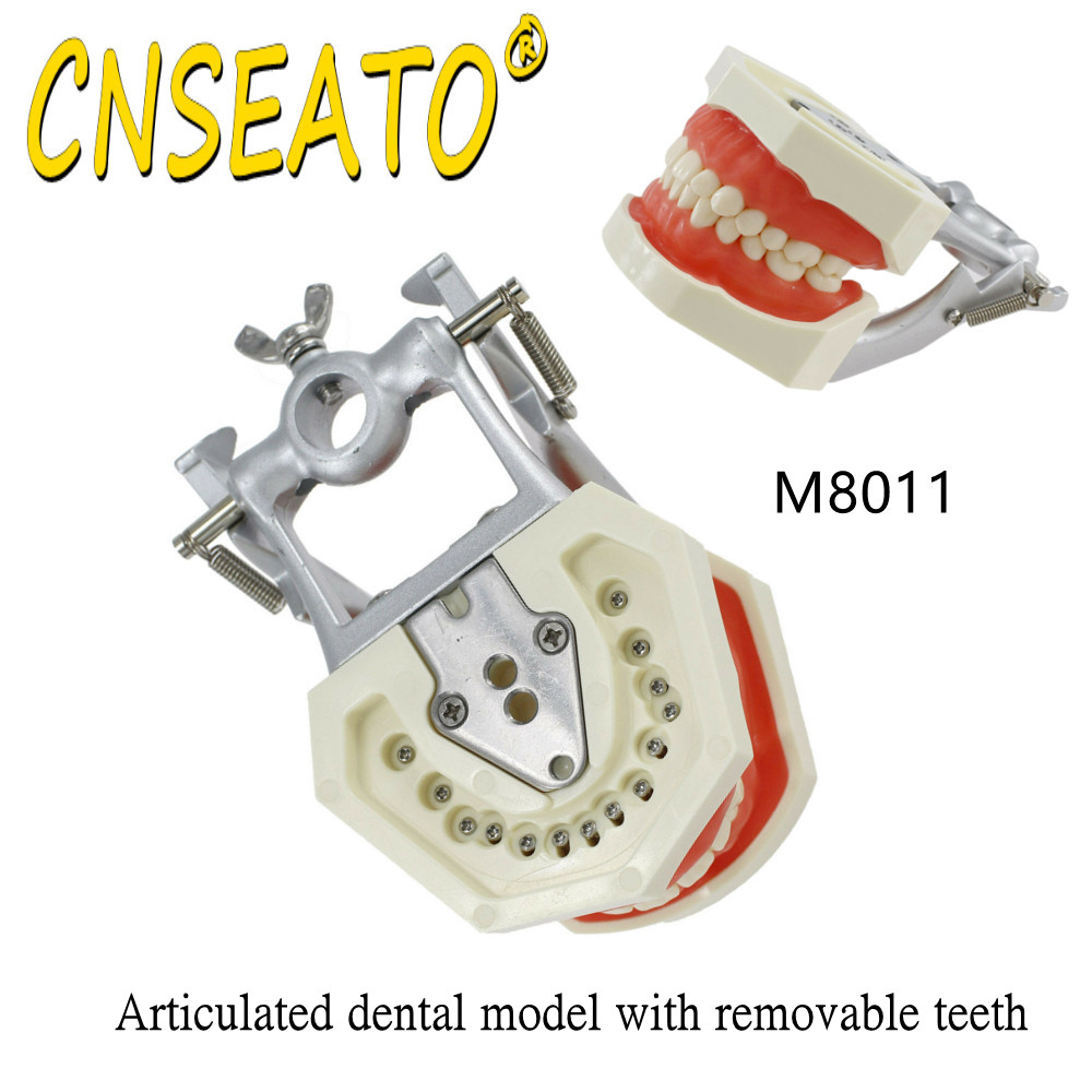 Dental Model Training Typodont Teeth Model With Removable Teeth Standard Teaching Gum Study Dentistry Demonstration Replacement