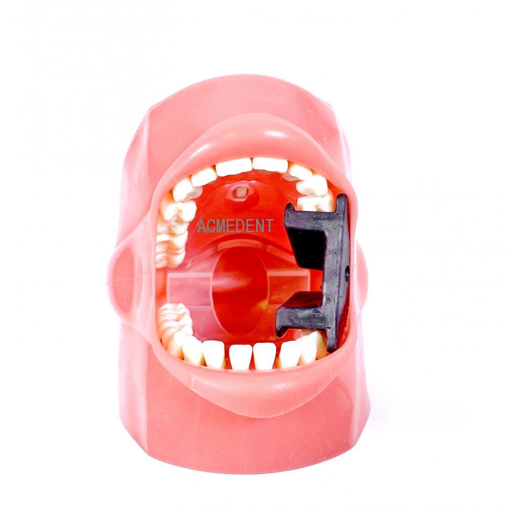 Dental Study Teaching Model Standard Model Removable Teeth Soft Gum Adult Typodont Model 3 Type: C X1Pcs