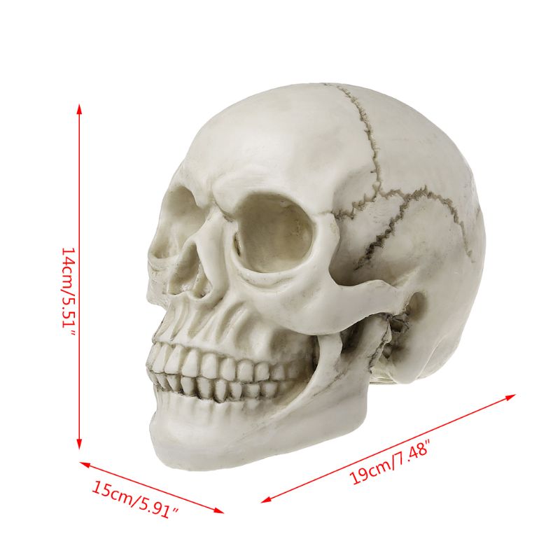 Arte de resina cráneo humano réplica enseñanza modelo realista 1:1 tamaño adulto