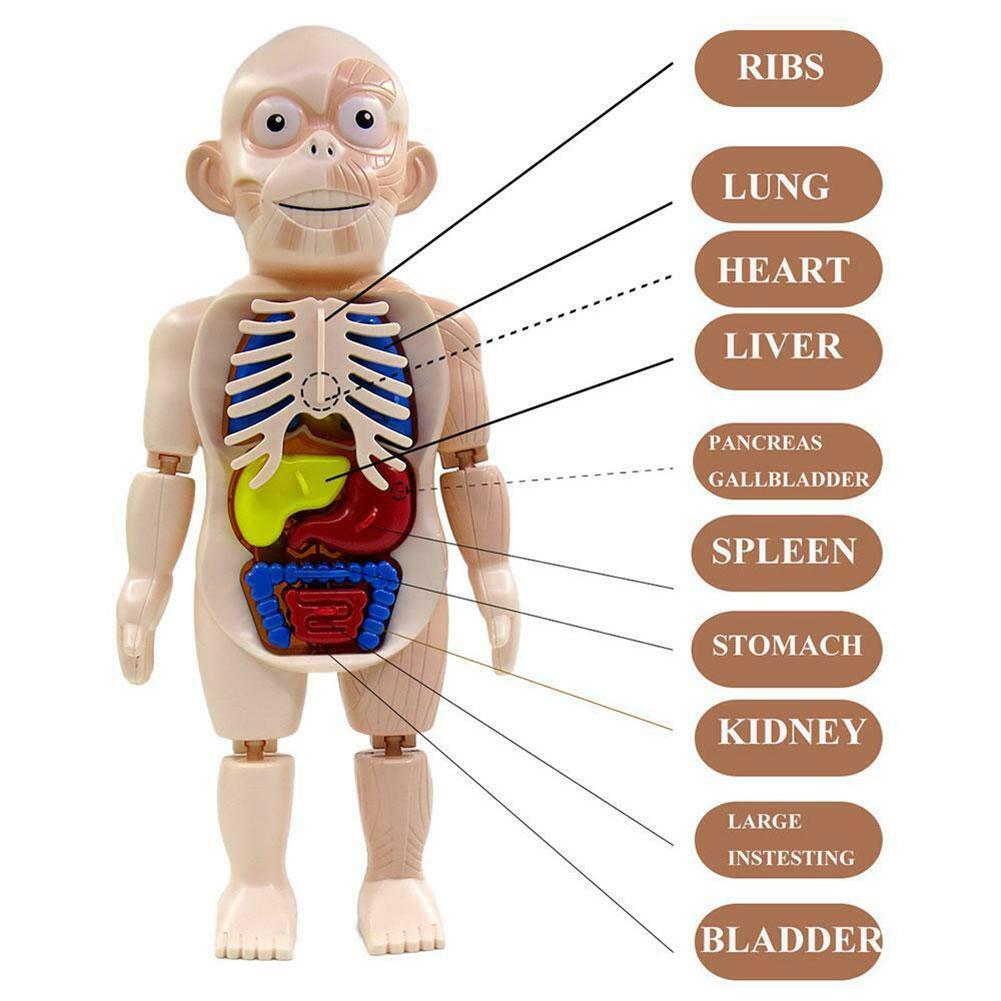 3D Menselijk Lichaam W/Organen Anatomie Educatief Diy Speelgoed Game Gereedschap Scary Demonstratie Voor Kinderen Onderwijs J9W5