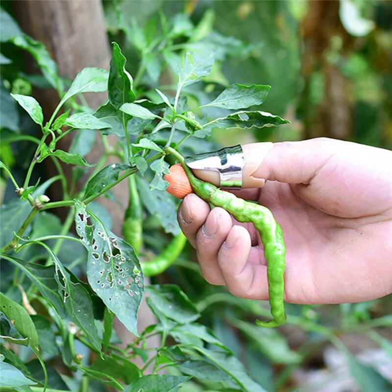 Thumb harvesting knife used to pick a green chili pepper