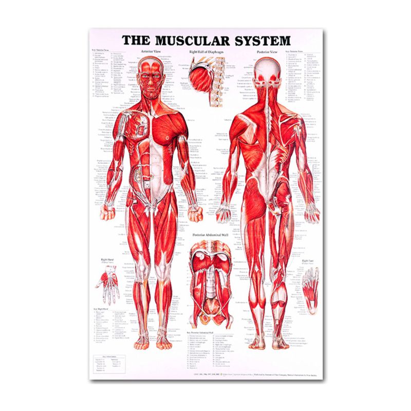 Muscular &amp; Skeletal System Anatomical Poster Set - Human Skeleton &amp; Muscle Anatomy - Single Sided19&quot; x 27&quot;: 12