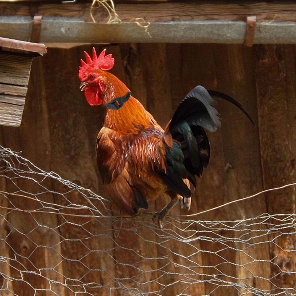 Collar para pollos, gansos y otras aves de corral, correa para el cuello sin ruido, suministros para granja, 2 uds.