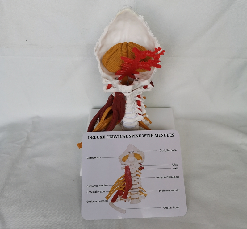 1:1 LifeSize Deluxe Cervical Spine with Muscles Vertebrae Cervical Human Anatomy Spinal Cord Sketelon