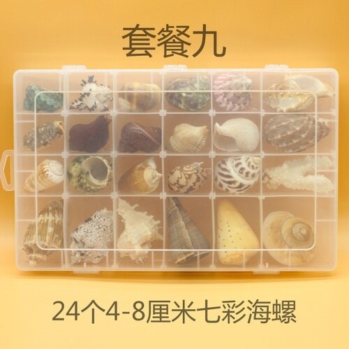 Natuurlijke Schelp Zeester Exemplaren Box Voor Kinderen Voorschoolse Mariene Biologie Populaire Wetenschap Decoratie Ambachten: 9