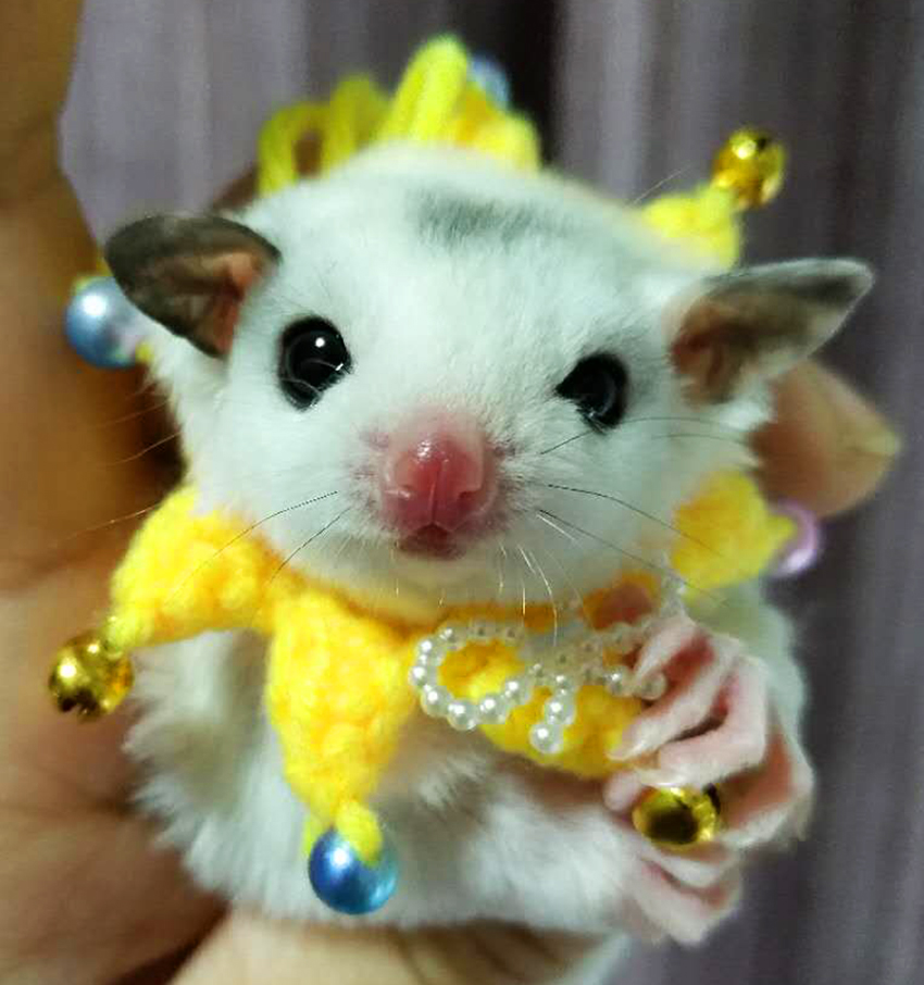 Shrew-sombrero para hámster tejido a mano, mini disfraz de animal bonito, sombrero de dibujos animados, ropa para mascotas: H