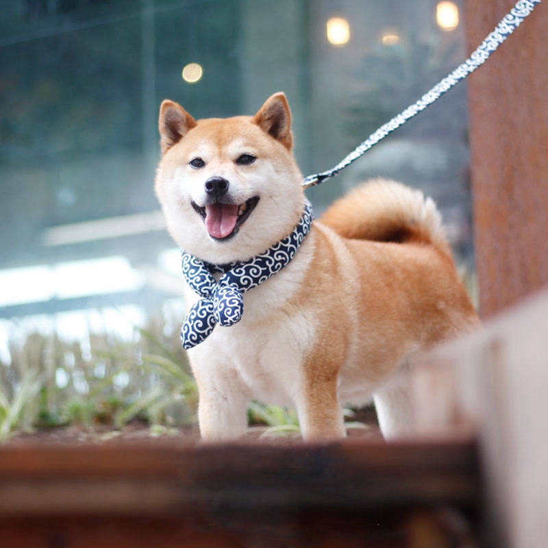 Kæledyr hund bomuldssmæk bandana hvalpe tørklæde japansk stil justerbar hund kat slips pet tilbehør til shiba inu
