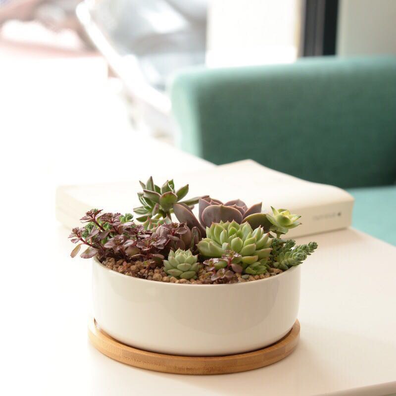 Hvid porcelæn sukkulenter potte grønne planter urtepotte med bambus bakke kontor bordplade planter kortfattet vase boligindretning