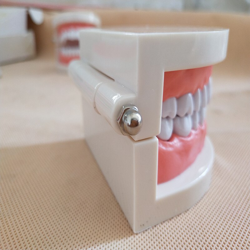 Dental Implant Teeth Model Teaching Study Model Dentist Resin Tooth Orthodontic Modeling For Student Practice