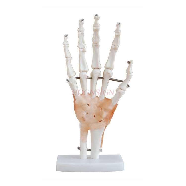 Hand Knochen Modell Handgelenk Gemeinsamen Hand Anatomie Knochen Bänder Beweglichen Struktur Phalanx Radius bilden