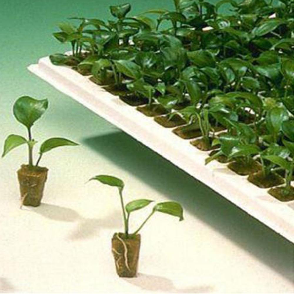 Steenwol Plant Starter Kubus Hydrocultuur Groeien Grondloze Teelt Planten Basis