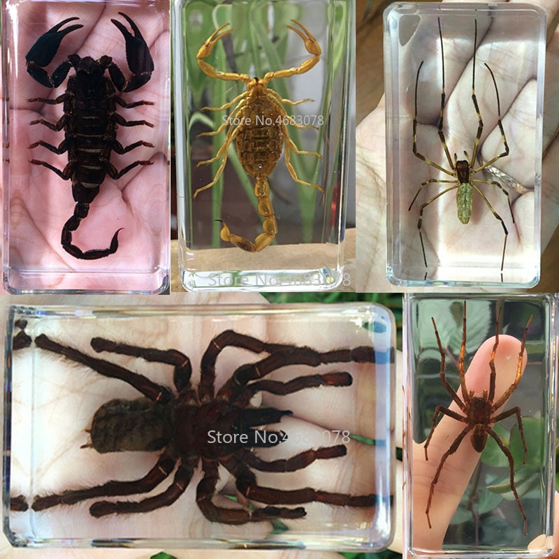 1 stykke edderkop prøve tarantula i klar harpiks pædagogisk udforske instrument skole biologi undervisningsartikler 73 x 41 x 20mm