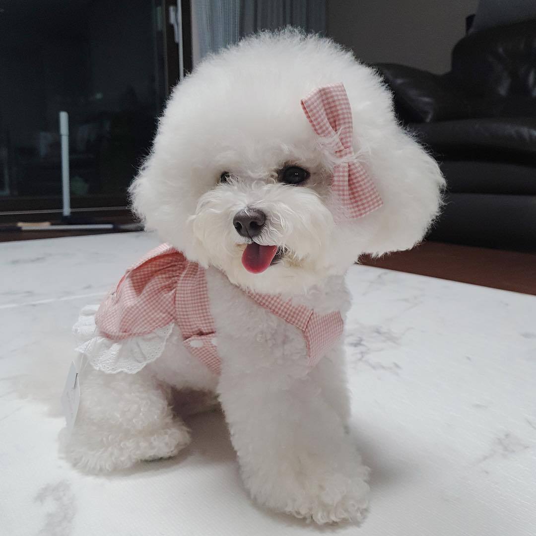 Jupe à carreaux rose pour animaux de compagnie, vêtements pour chiens et chats, Teddy Bichon, chiot