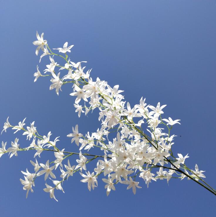 6 stk silke oncidium orkidé blomst gren dansende orkidé stilk til begivenhed bryllup træ dekoration kunstige dekorative blomster: Hvid
