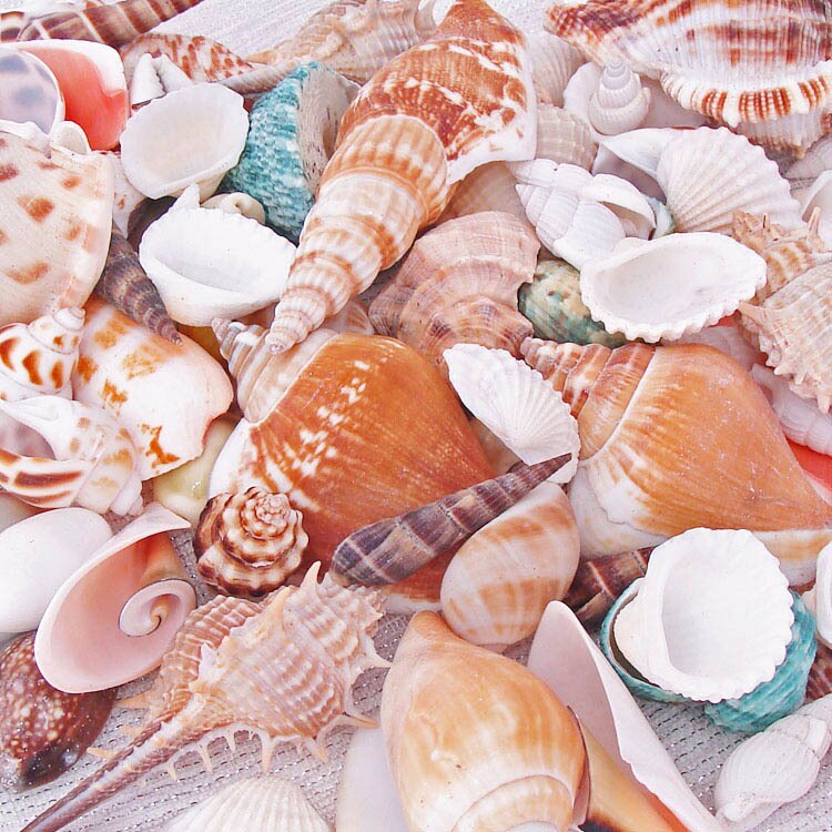 50 stks mix Natuurlijke shell combinatie set netje shell aquarium yangtz bruiloft decoratie