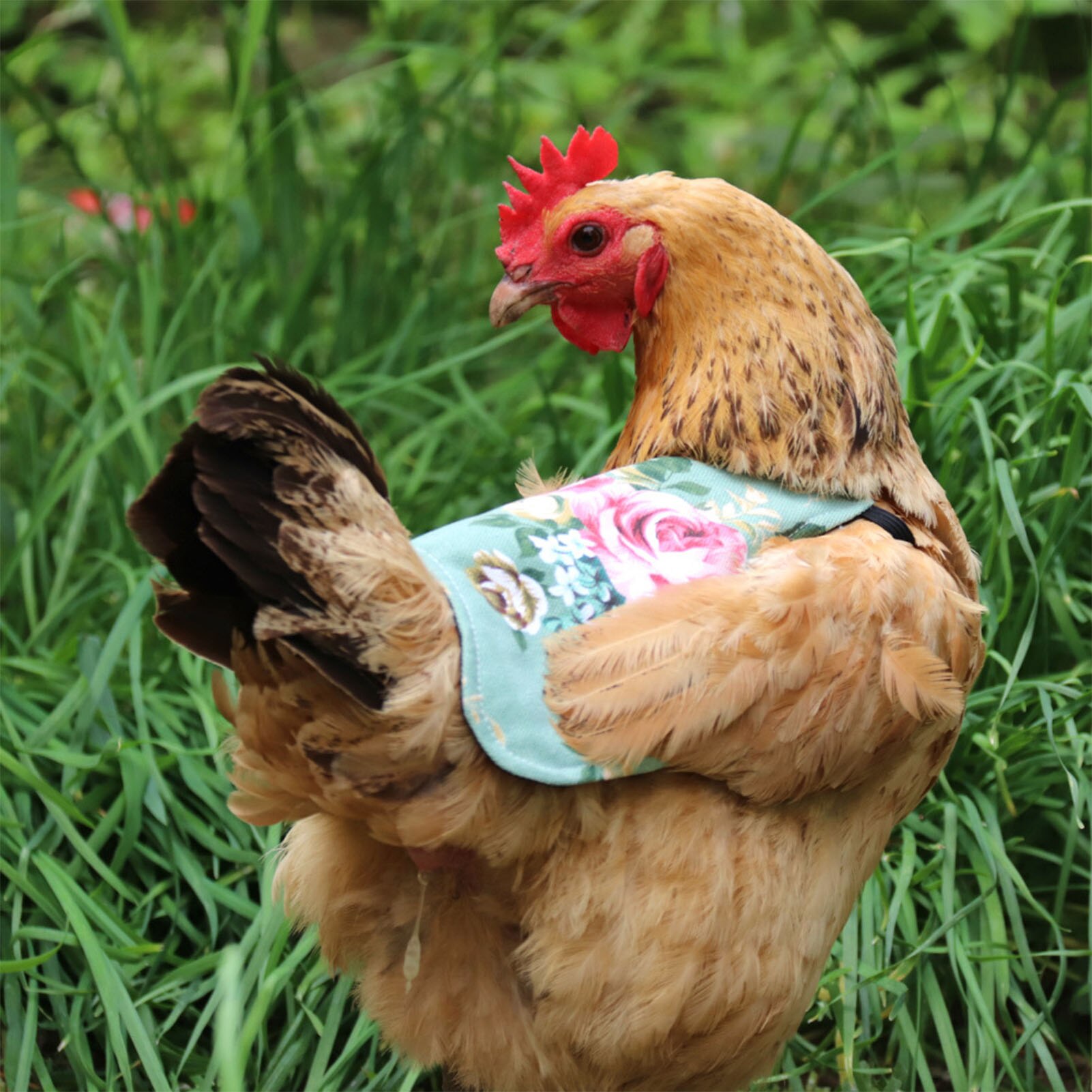 Chicken Protection Apron Vest Hen Saddle Single Strap Apron Jacket Chicken Harness Clothes Feather Protection For Chicken Duck