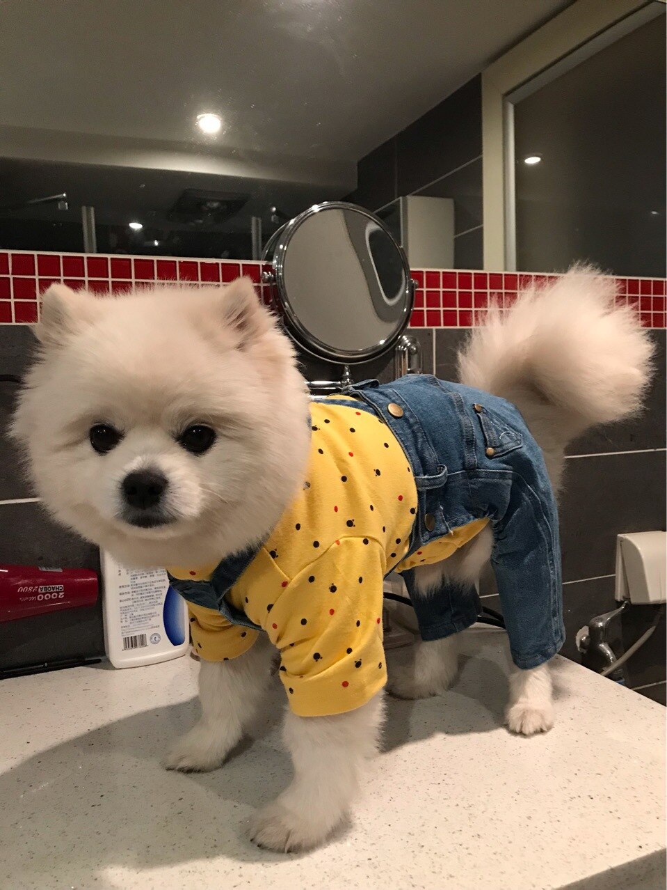 Mono vaquero para perro, ropa para mascotas pequeñas, traje vaquero para perro, Chihuahua, Pug